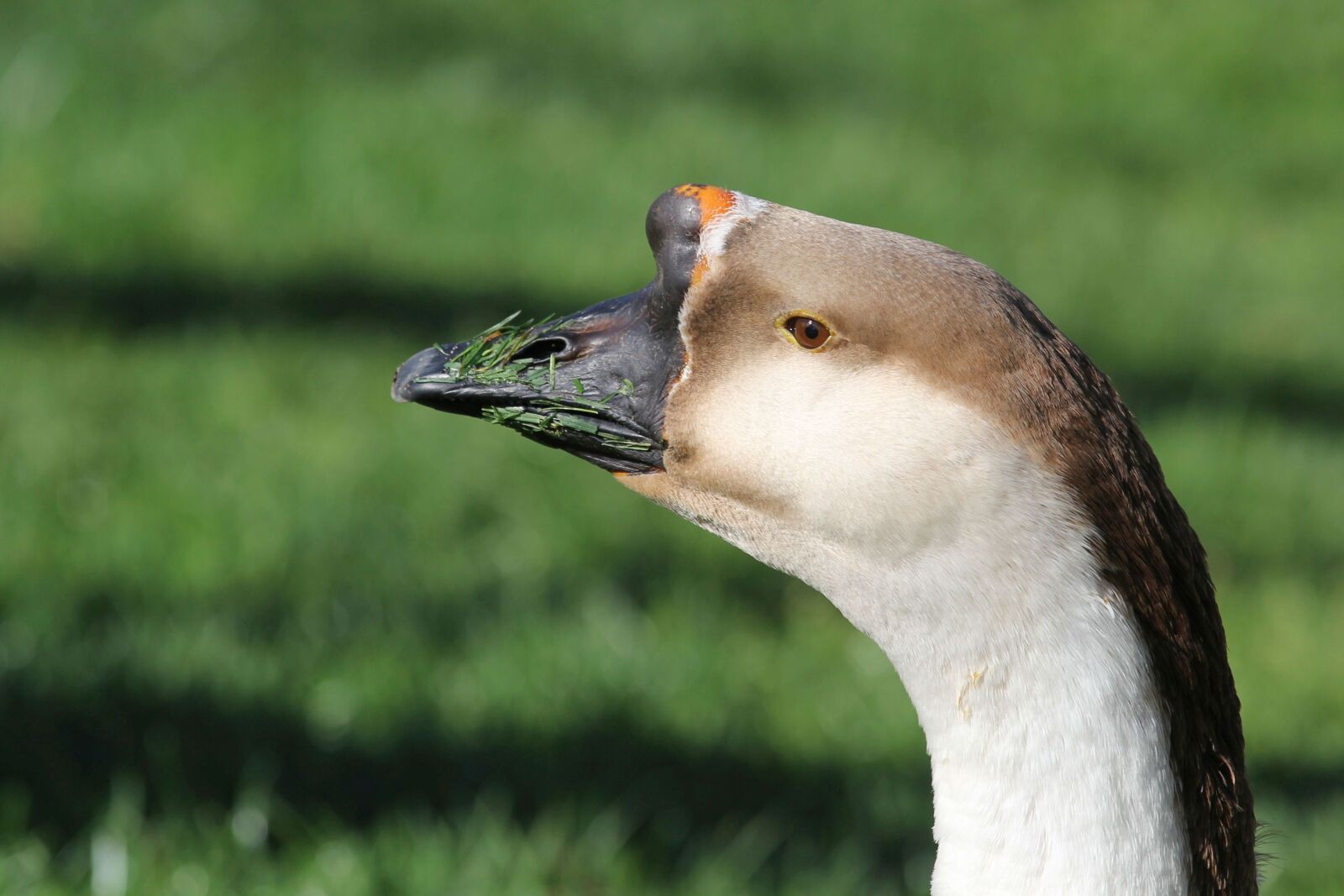 Canon EOS 60D + Canon EF 70-200mm F4L IS USM sample photo. Goose, bird, poultry photography