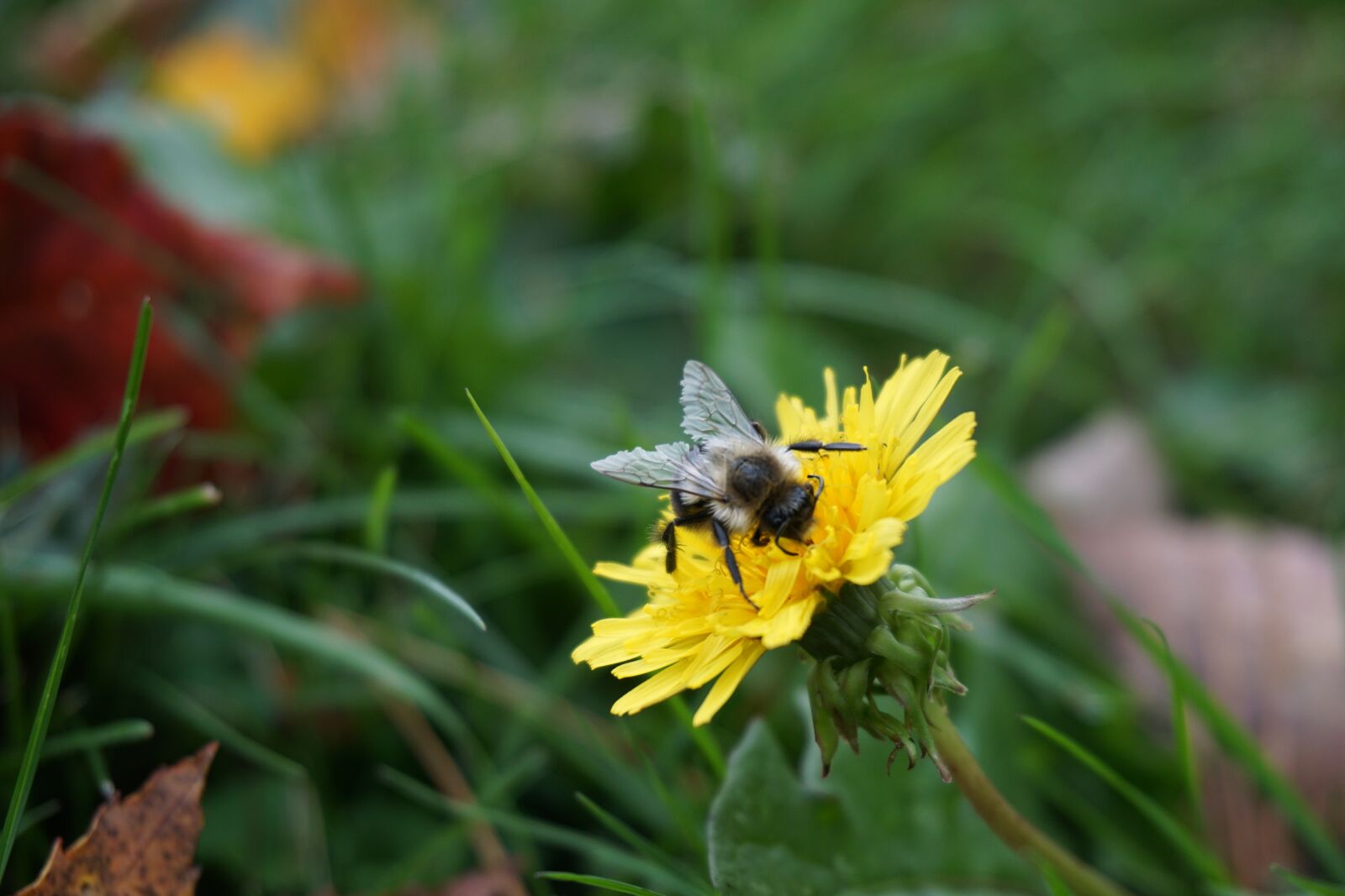 Sony E 16-50mm F3.5-5.6 PZ OSS sample photo. Bee, flower, fall photography