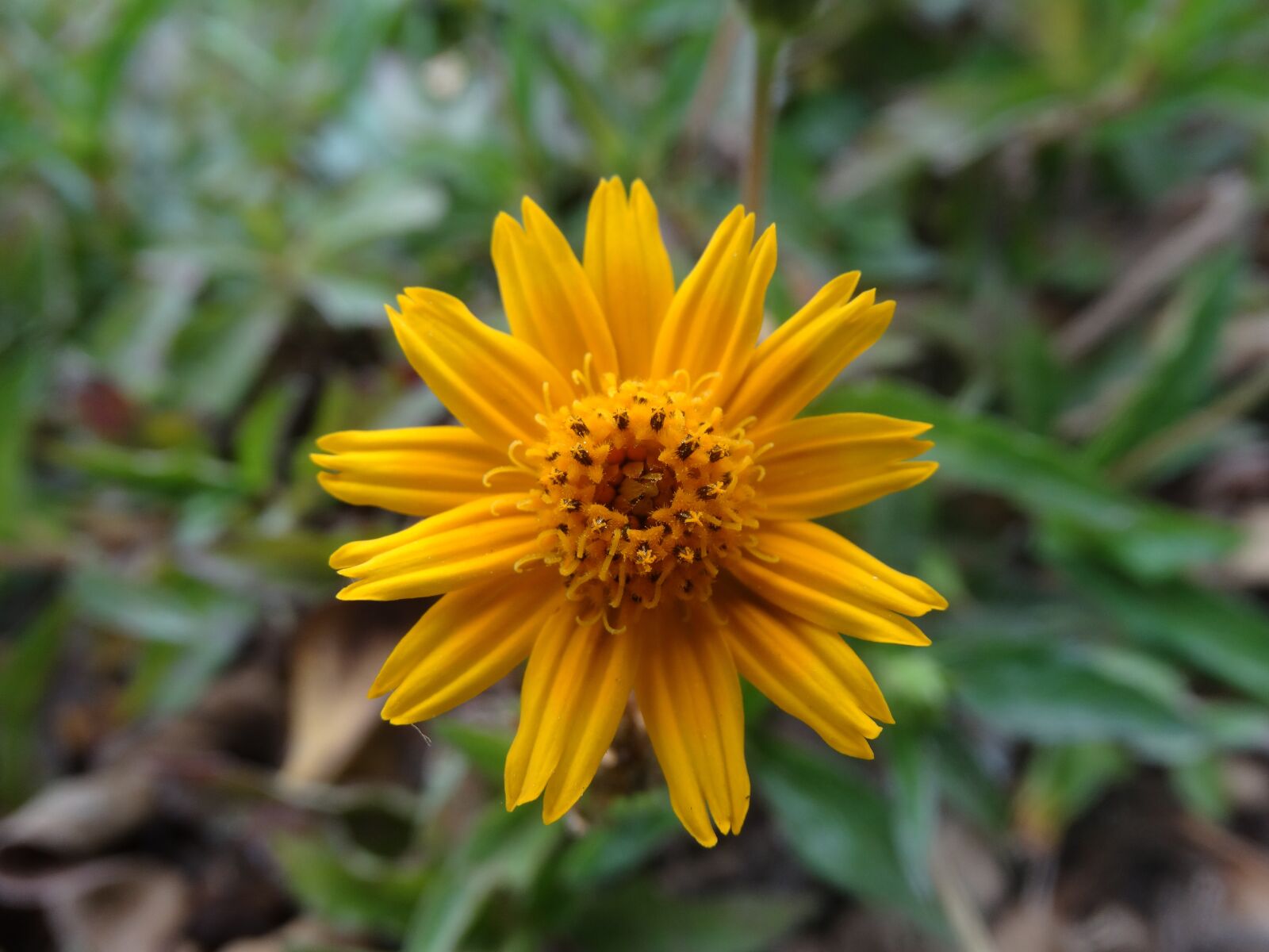 Sony Cyber-shot DSC-HX300 sample photo. Flower, nature, garden photography