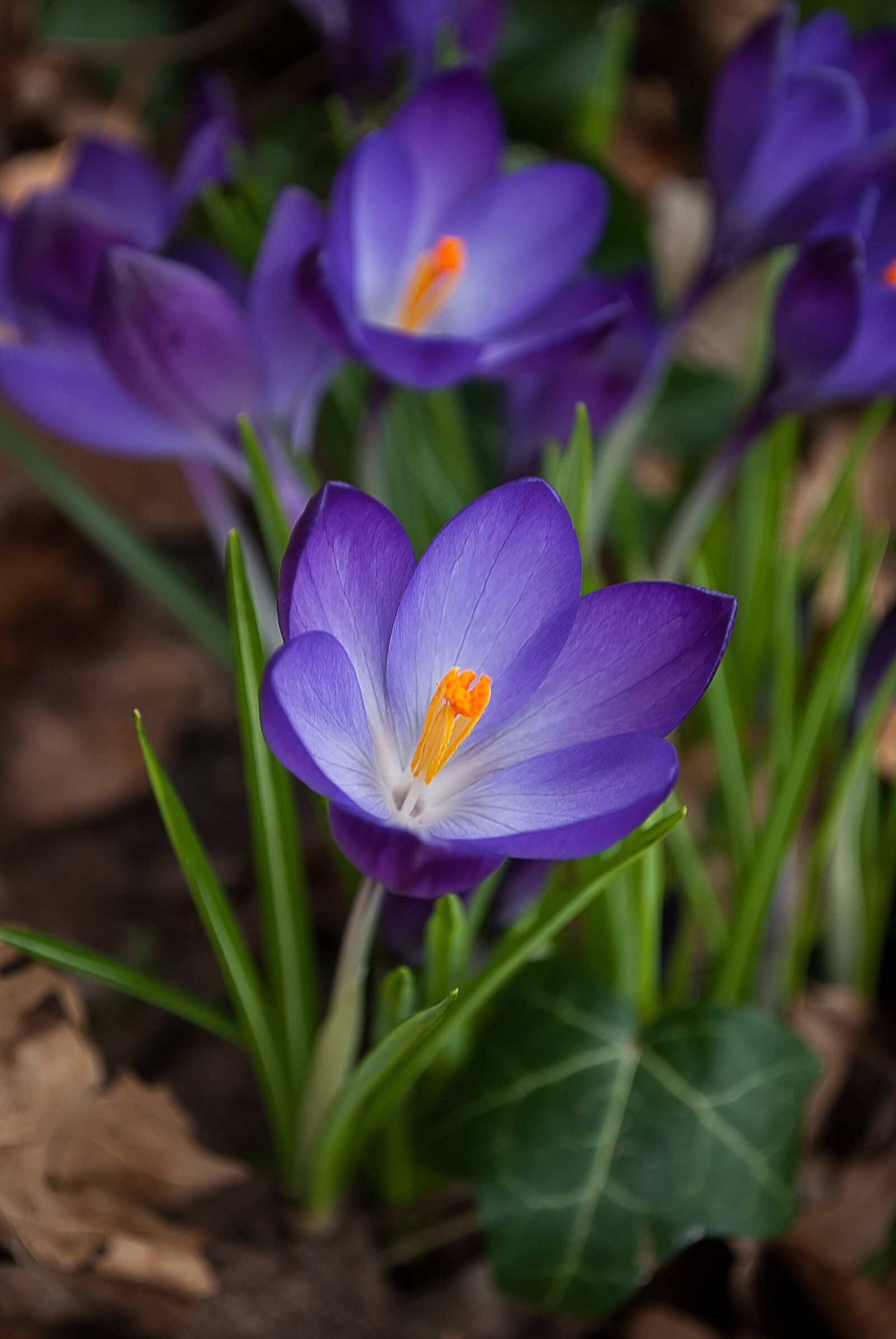 Nikon D3000 sample photo. Crocus, spring, purple photography