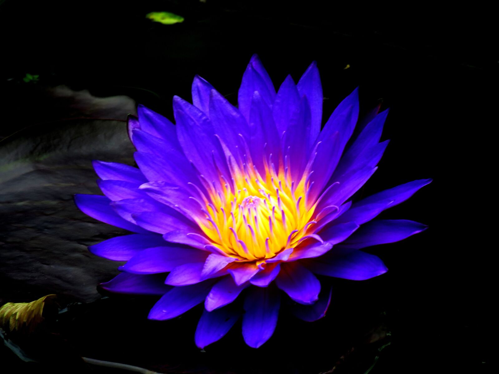 Canon PowerShot SX60 HS sample photo. Flower, blue flower, lily photography