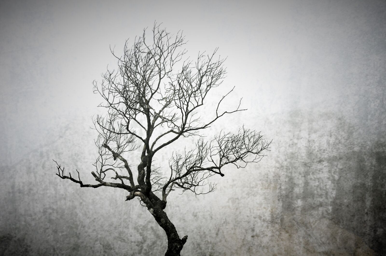 Sony Alpha DSLR-A700 sample photo. Tree, winter, winter trees photography