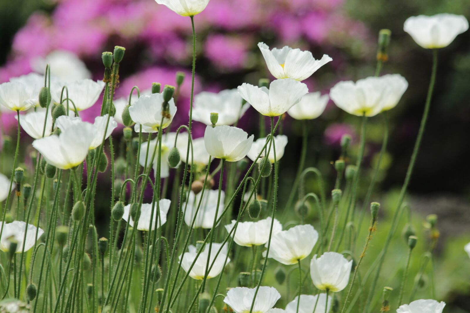 Canon EOS 650D (EOS Rebel T4i / EOS Kiss X6i) sample photo. Maki, flowers, white poppies photography