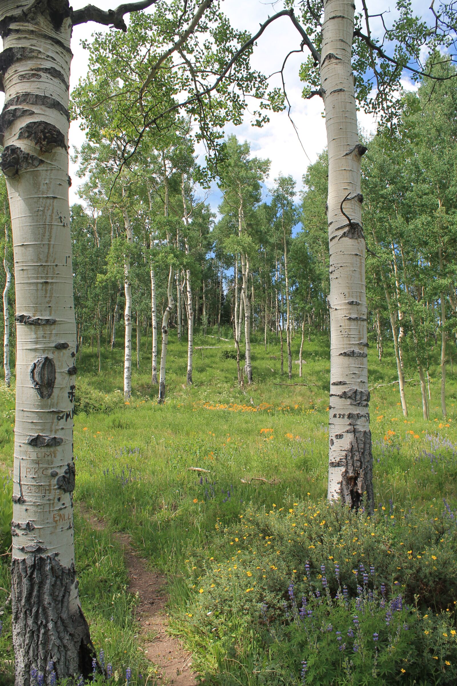 Canon EOS 1100D (EOS Rebel T3 / EOS Kiss X50) sample photo. Colorado, aspen grove, trail photography