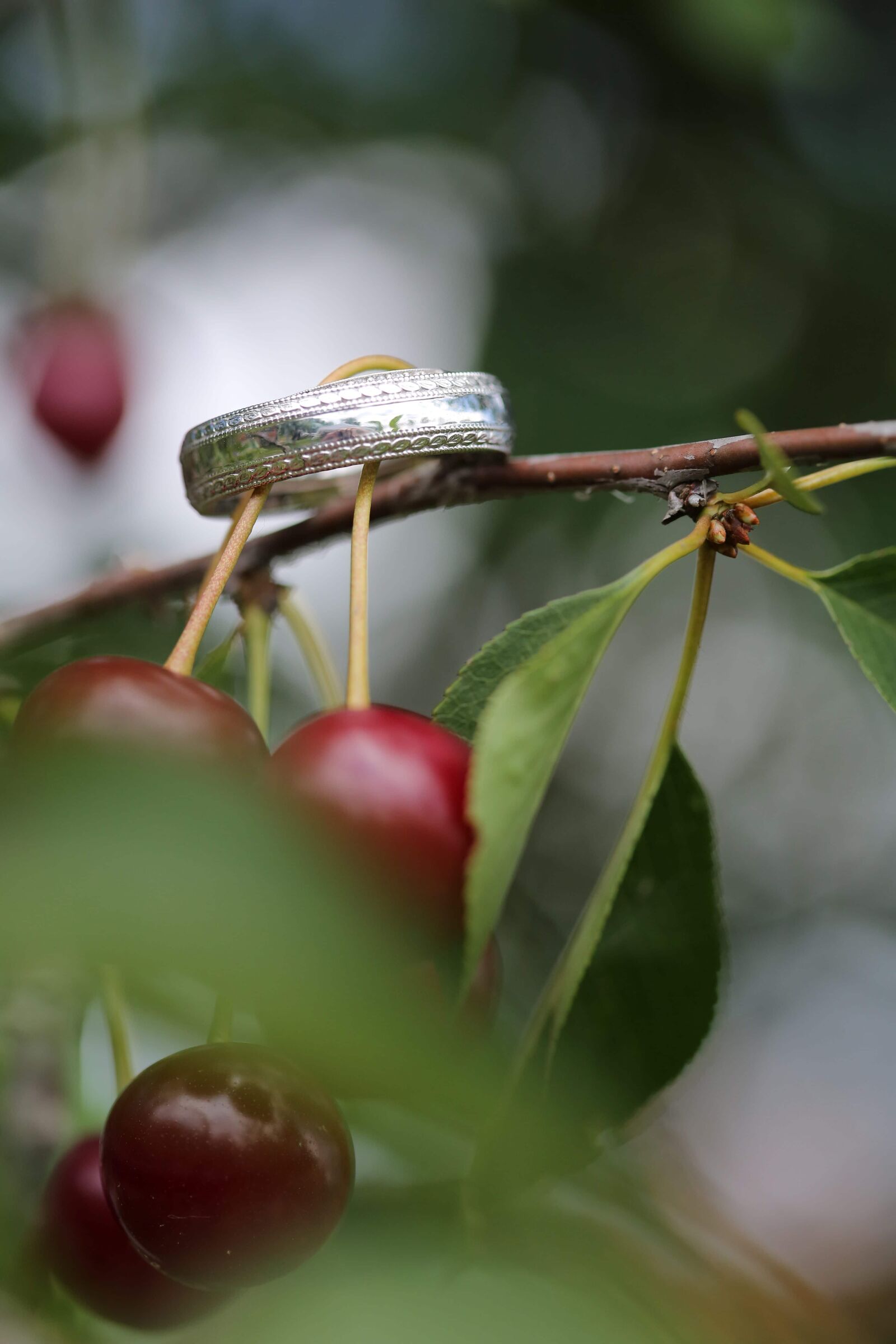 Canon EF 100mm F2.8 Macro USM sample photo. Branches, cherries, metallic, romantic photography