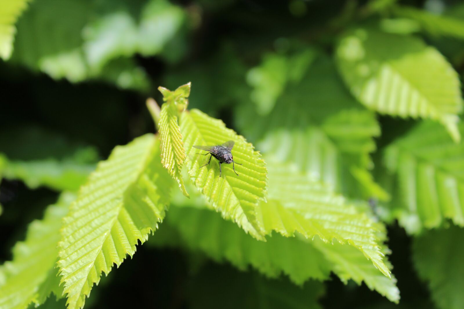 Canon EOS 1300D (EOS Rebel T6 / EOS Kiss X80) sample photo. Nature, macro, insect photography