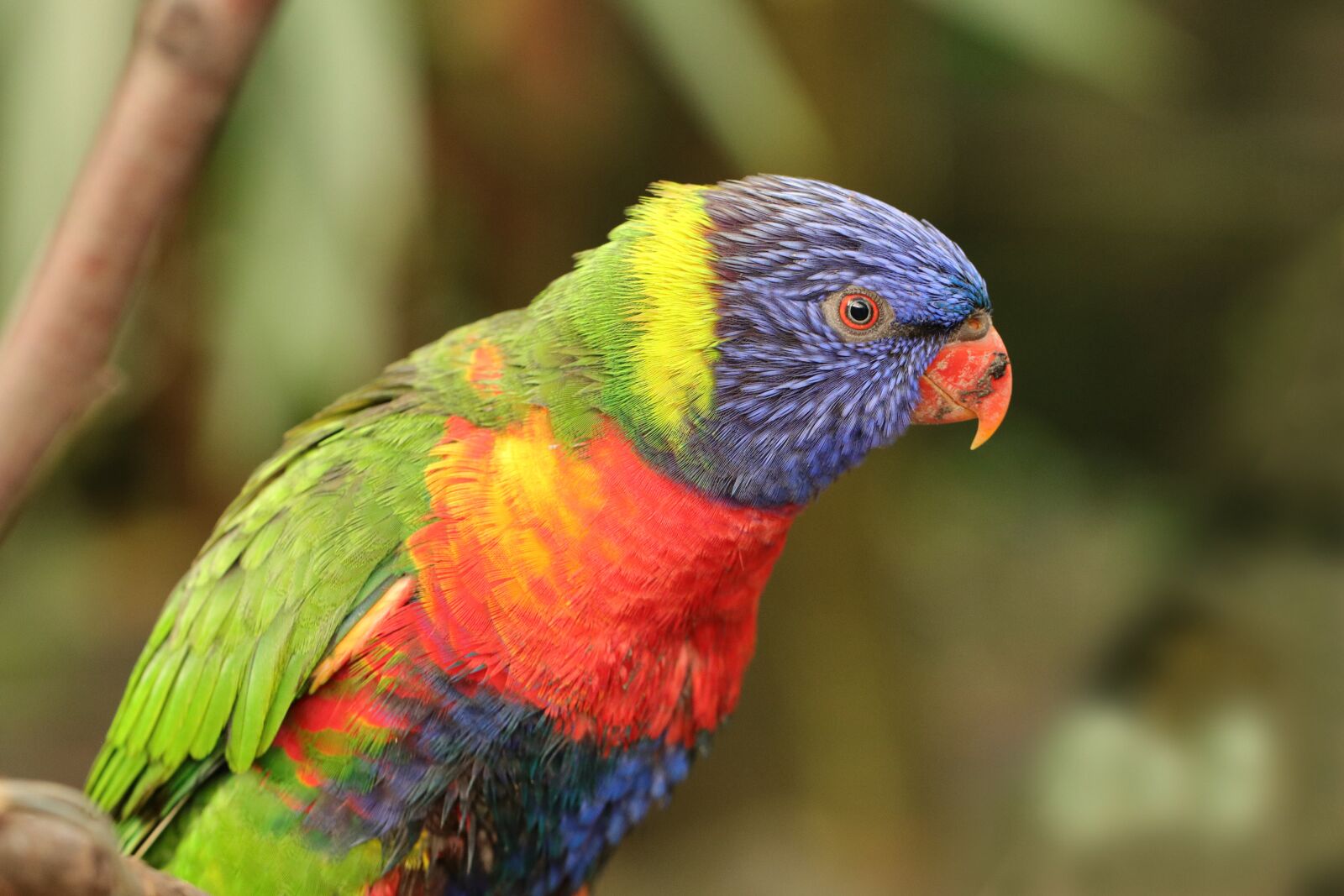 Canon EF 100mm F2.8L Macro IS USM sample photo. Bird, lorikeet, parrot photography