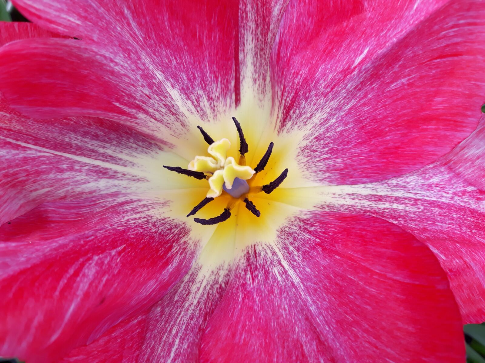 Samsung Galaxy J7 sample photo. Flower, nature, petal photography