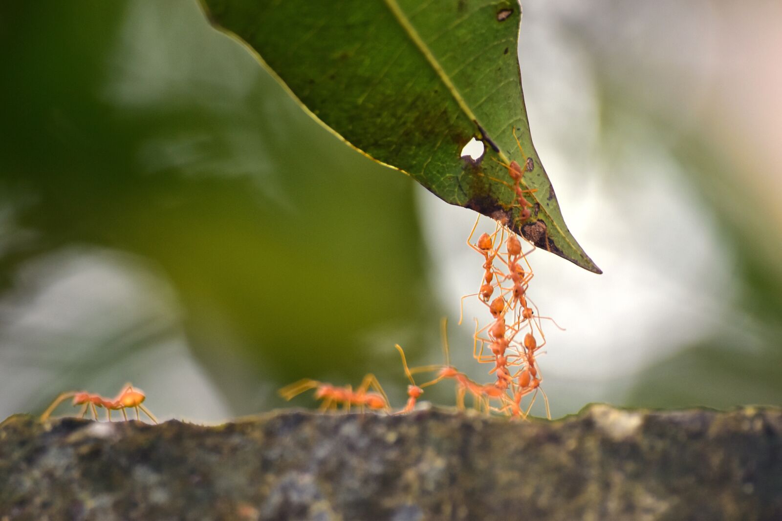 Nikon D3500 sample photo. Ants, facts, nature photography