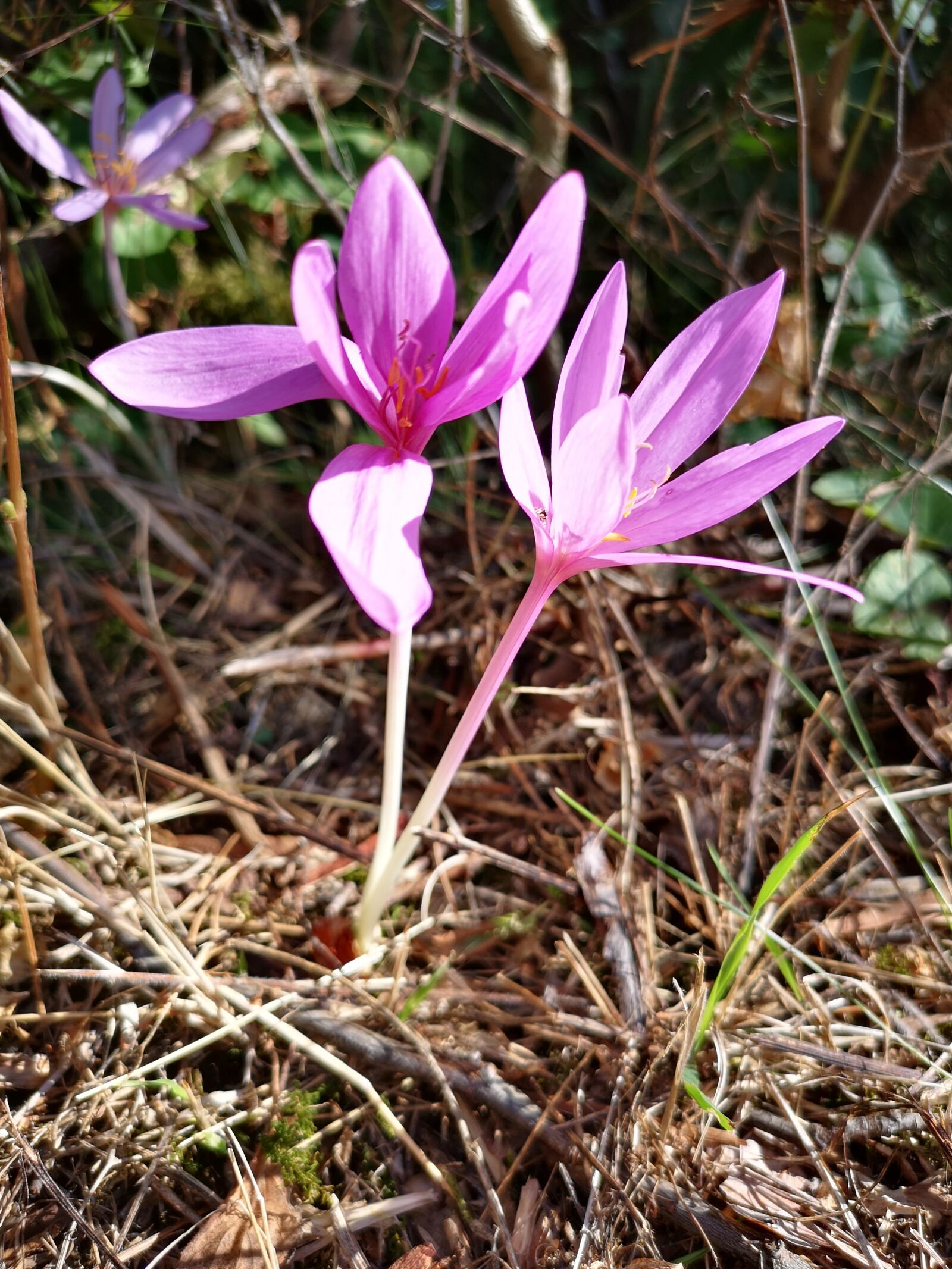 HUAWEI CLT-L29 sample photo. Herbstzeitlose, autumn, flower photography