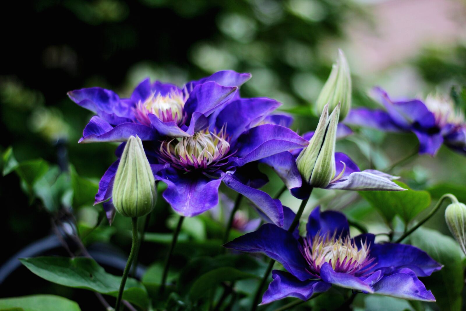 Canon EOS 600D (Rebel EOS T3i / EOS Kiss X5) + Canon EF 50mm F1.8 STM sample photo. Clematis multi blue, flower photography