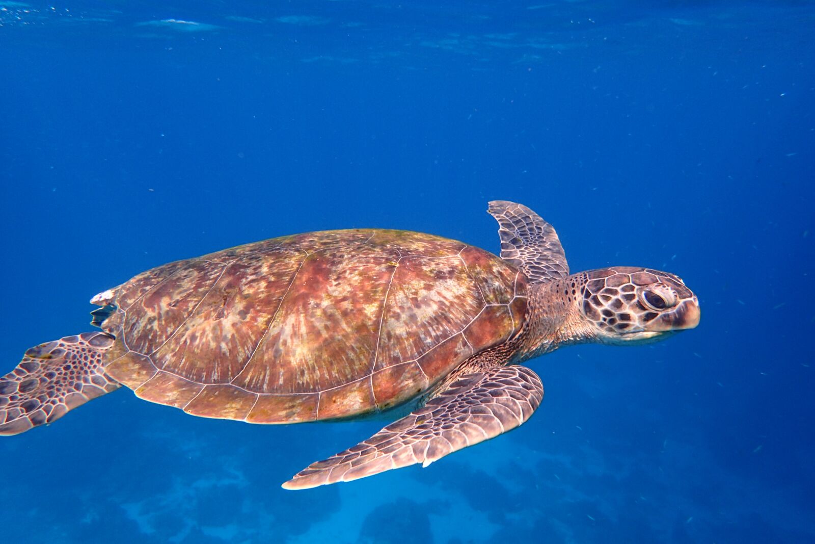 Olympus TG-3 sample photo. Turtle, ocean life, ocean photography