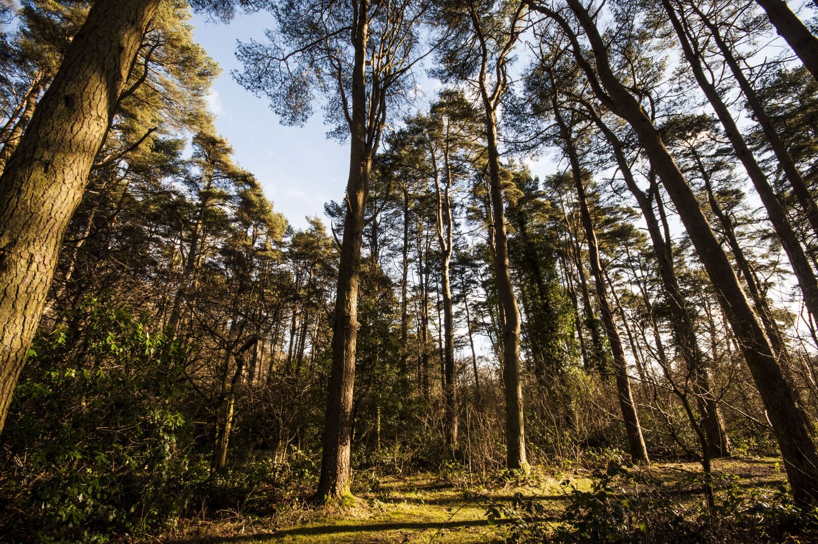 Nikon D90 sample photo. Forest, trees, nature photography