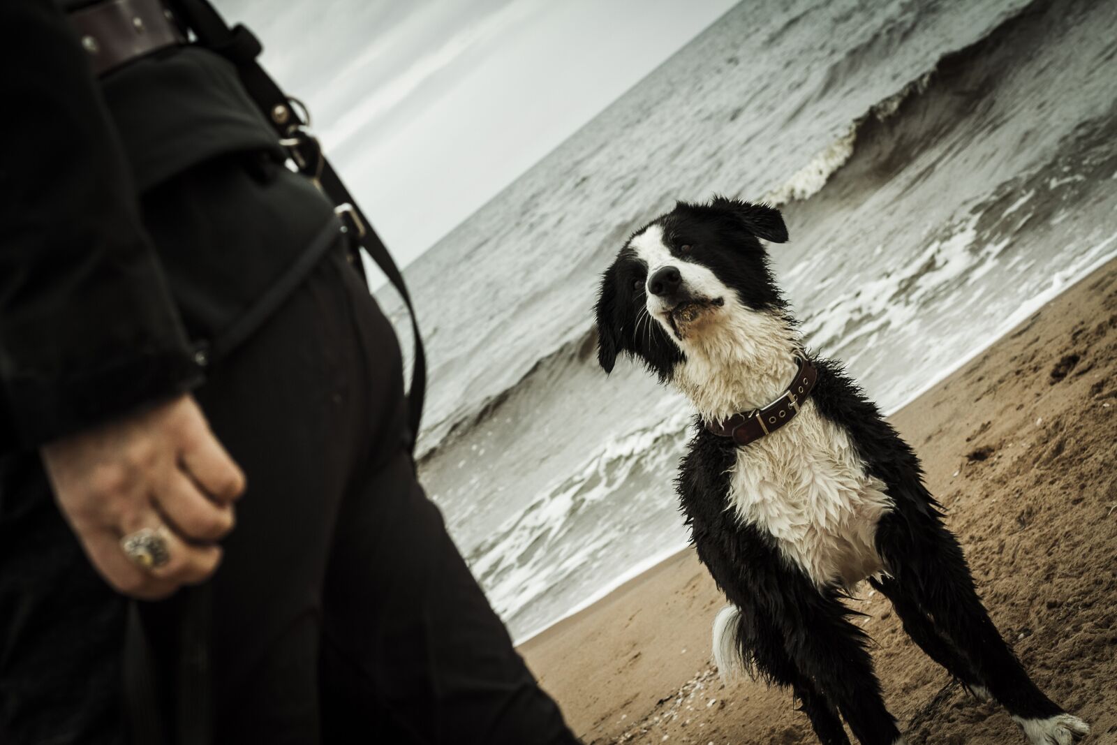 Canon EOS 7D + Canon EF 50mm F1.8 STM sample photo. Dog, sea, beach photography