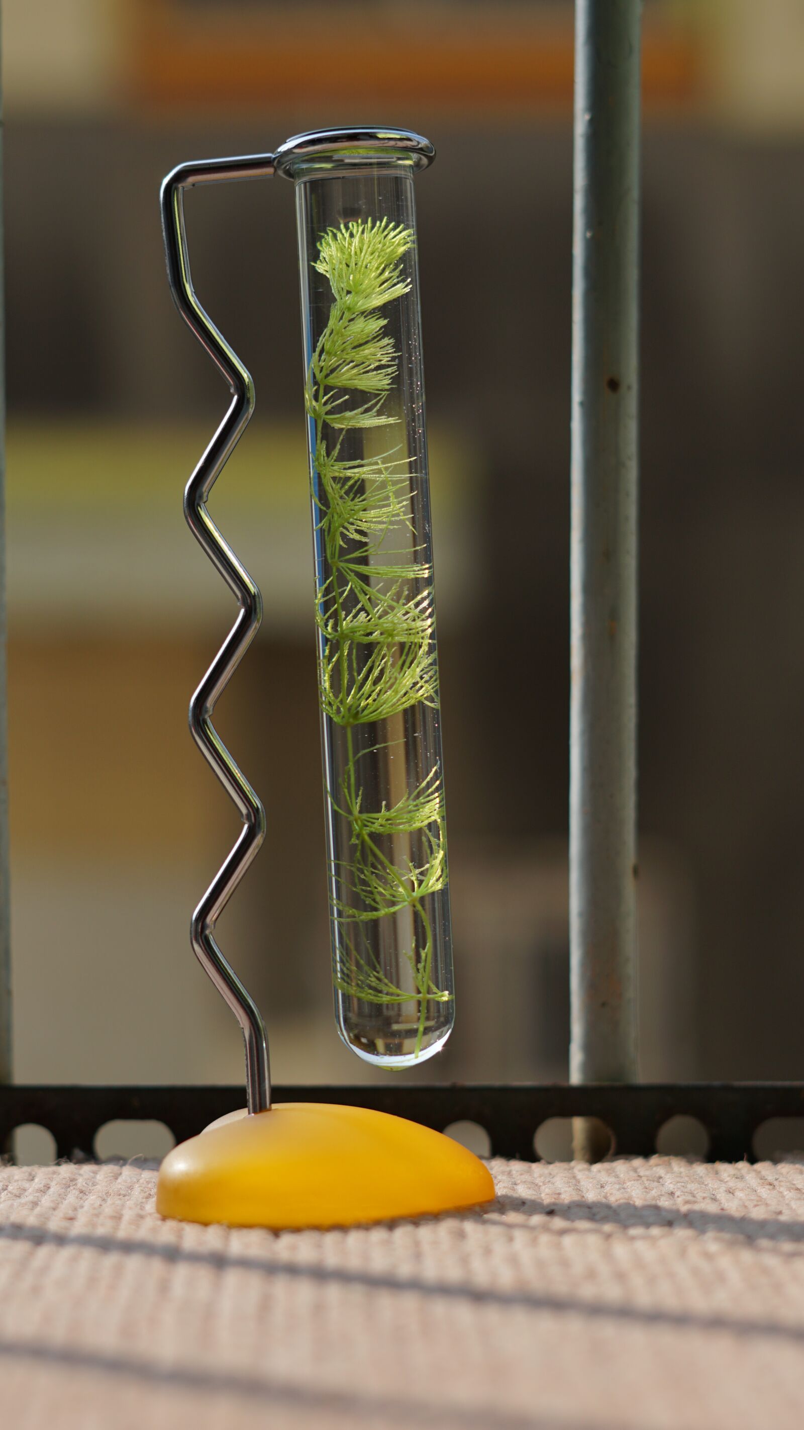 Sony FE 50mm F1.8 sample photo. Water, tree, plan photography