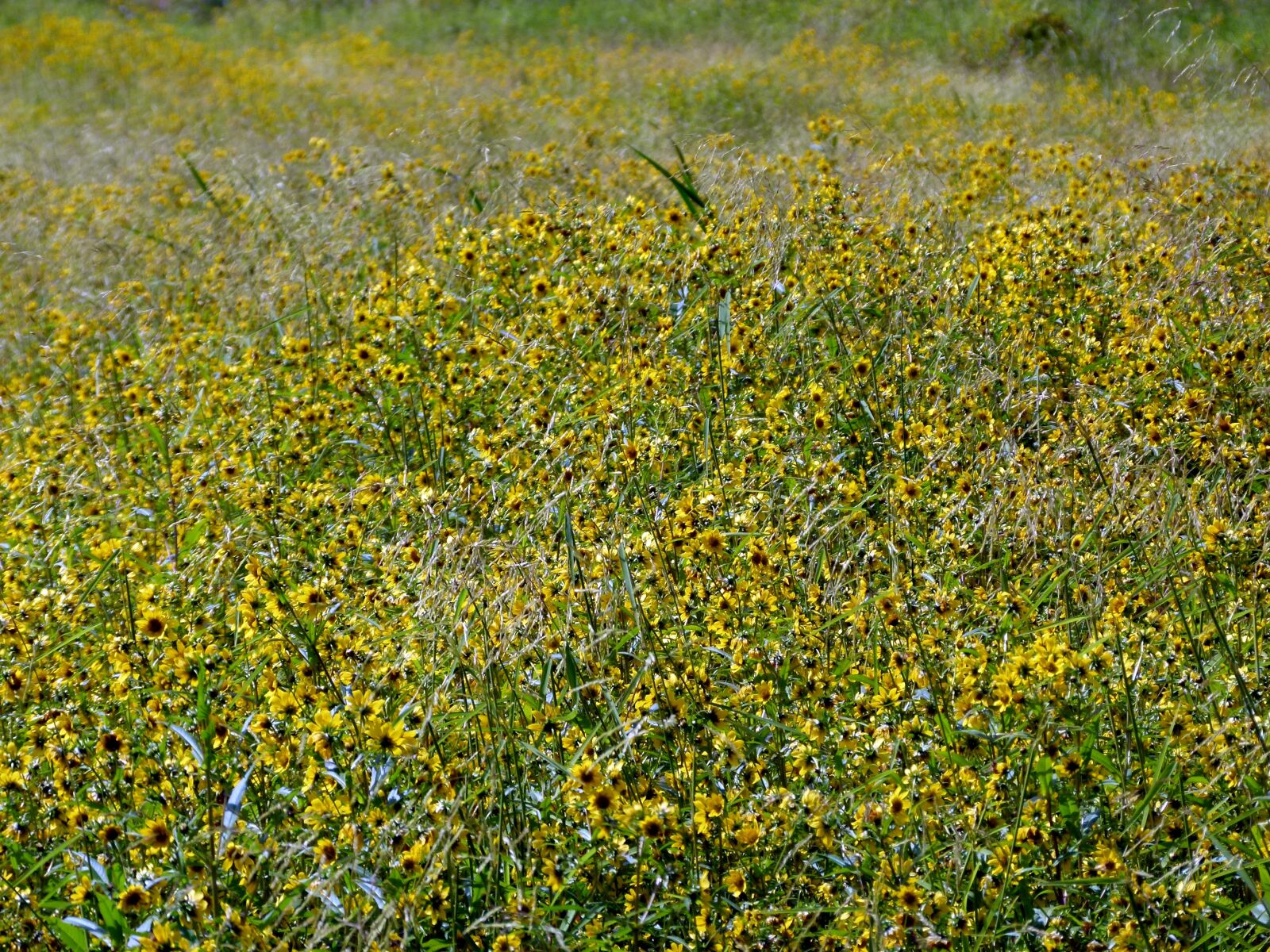 Panasonic Lumix DMC-FZ100 sample photo. Meadow, yellow flowers, sunflower photography