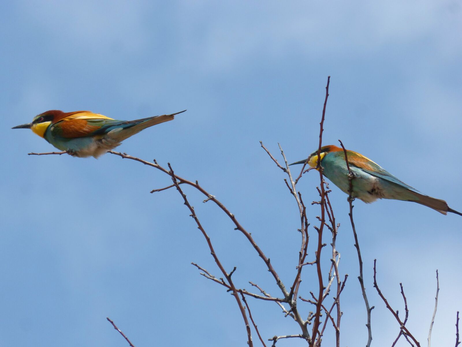 Panasonic DMC-FZ62 sample photo. Bird, bee-eater, abellerol photography