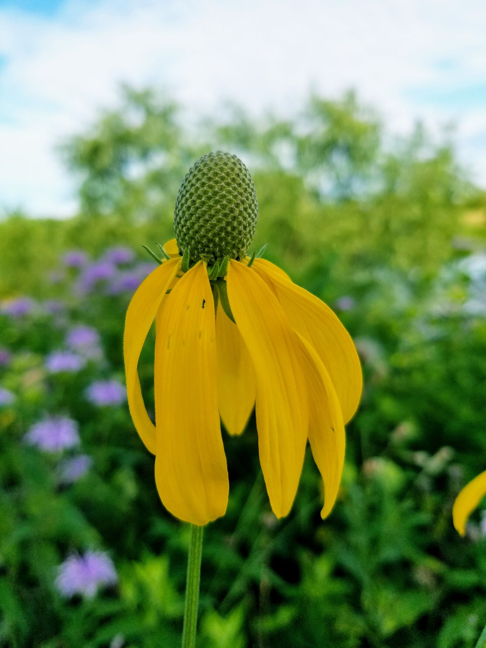 Samsung Galaxy S7 sample photo. Wildflower, flower, nature photography