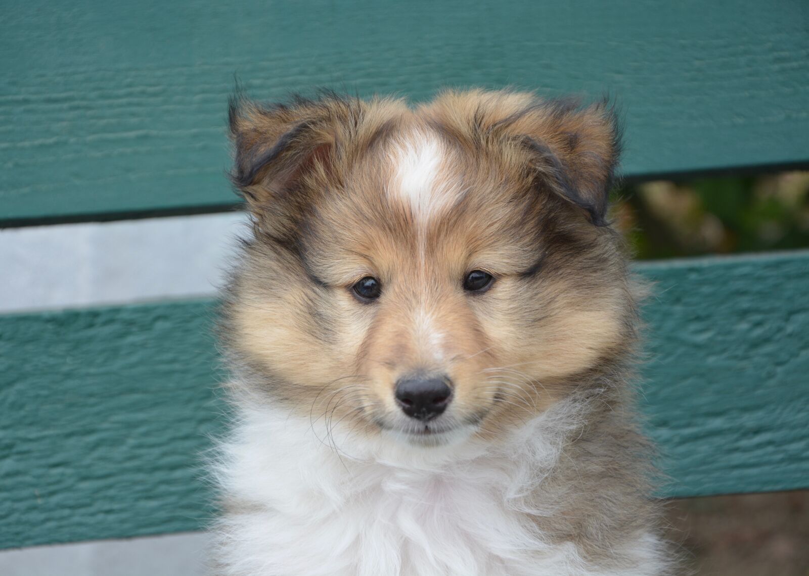 Nikon D5200 sample photo. Puppy, shepherd shetland, lof photography