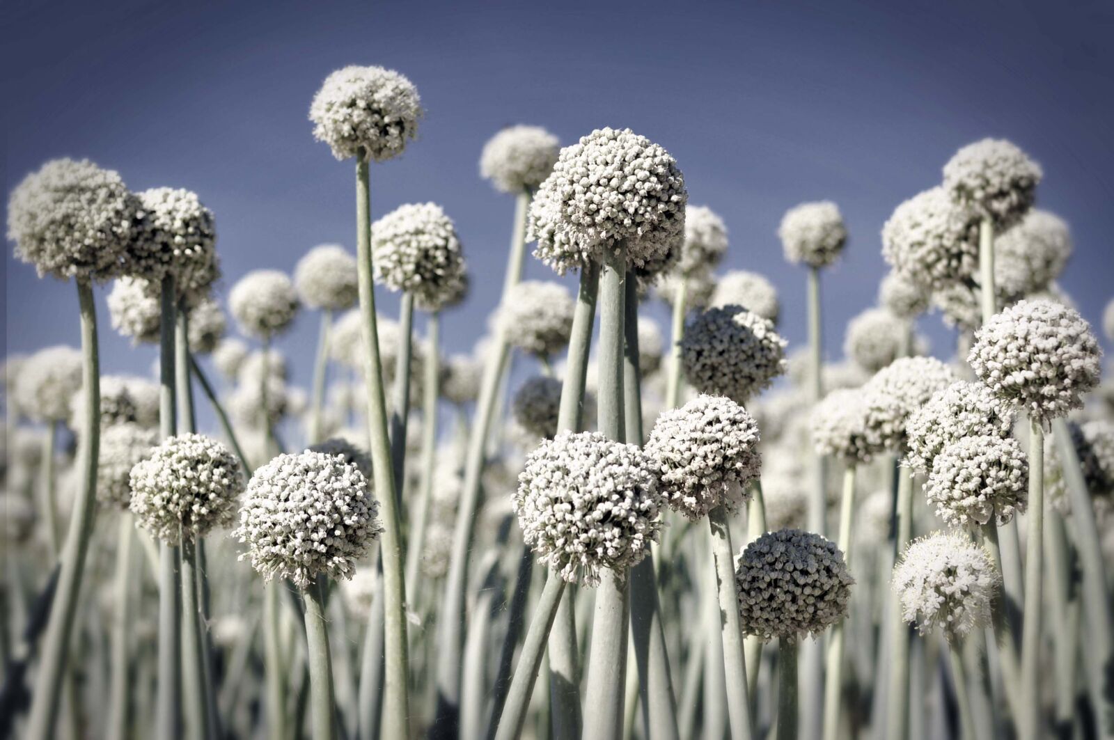 Nikon D90 sample photo. Field, culture, garlic photography
