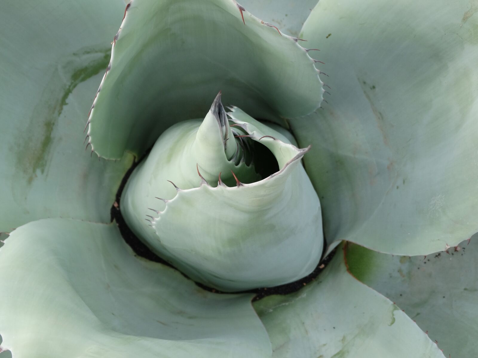 Sony Cyber-shot DSC-HX300 sample photo. Succulent, agave, desert photography