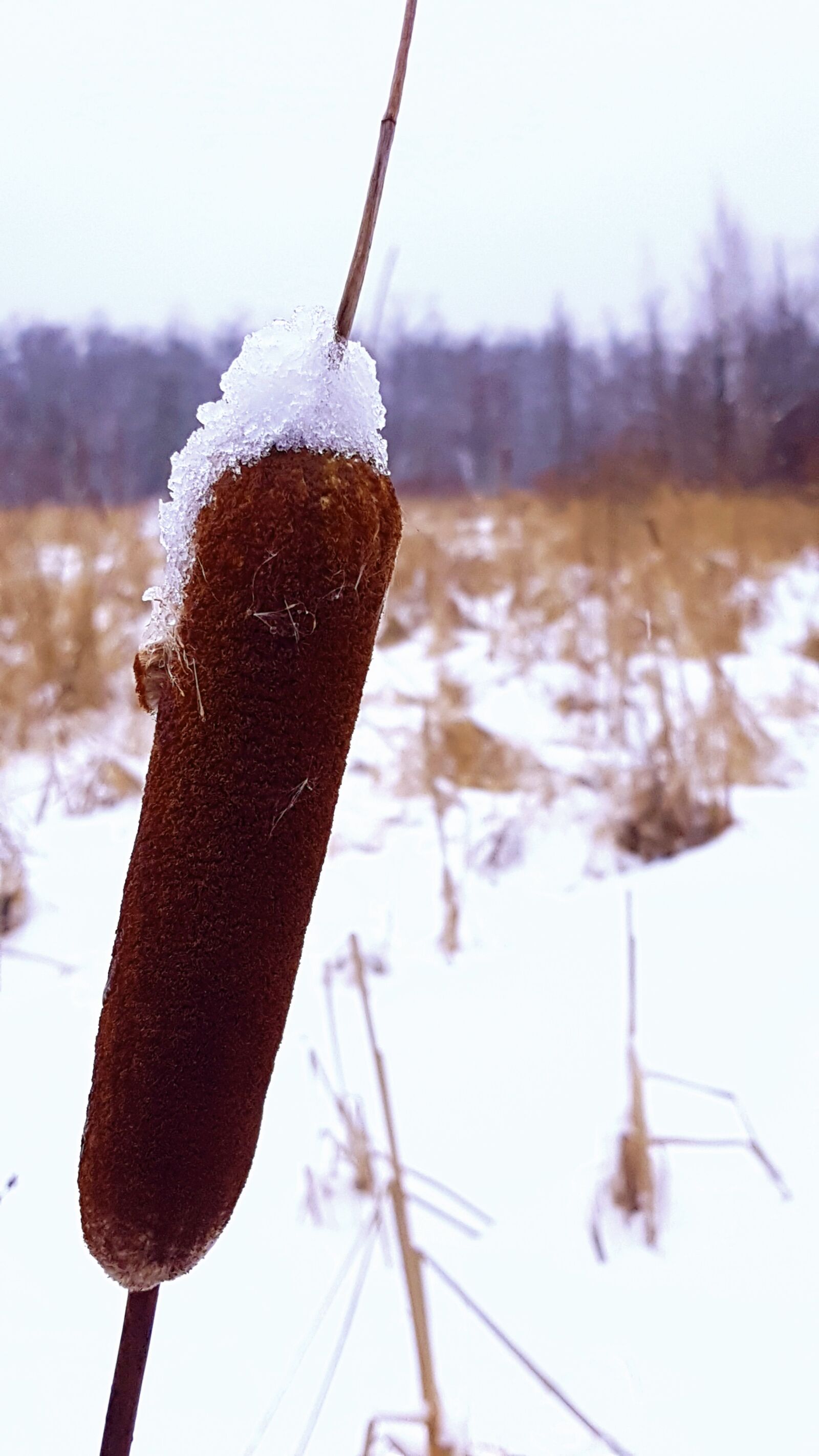 Samsung Galaxy S7 sample photo. Cattail, winter, nature photography
