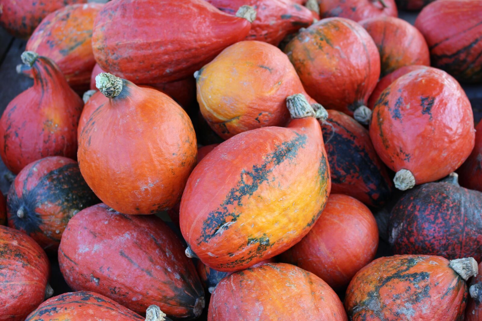 Canon EOS 700D (EOS Rebel T5i / EOS Kiss X7i) sample photo. Pumpkins, autumn photography