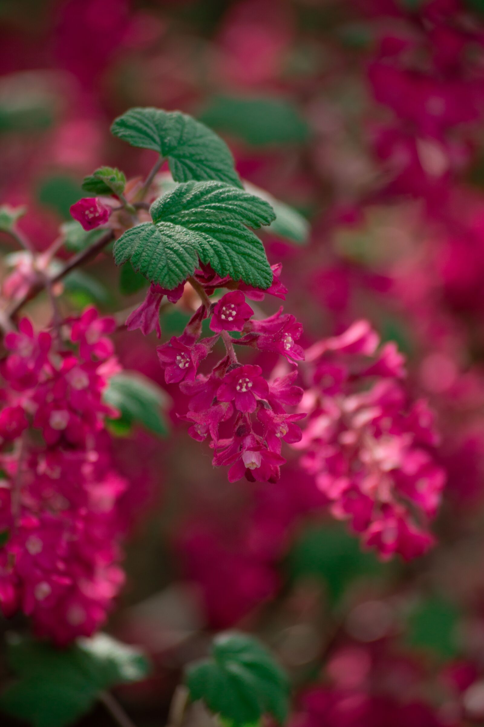 Nikon D3200 sample photo. Flower, close on, natural photography