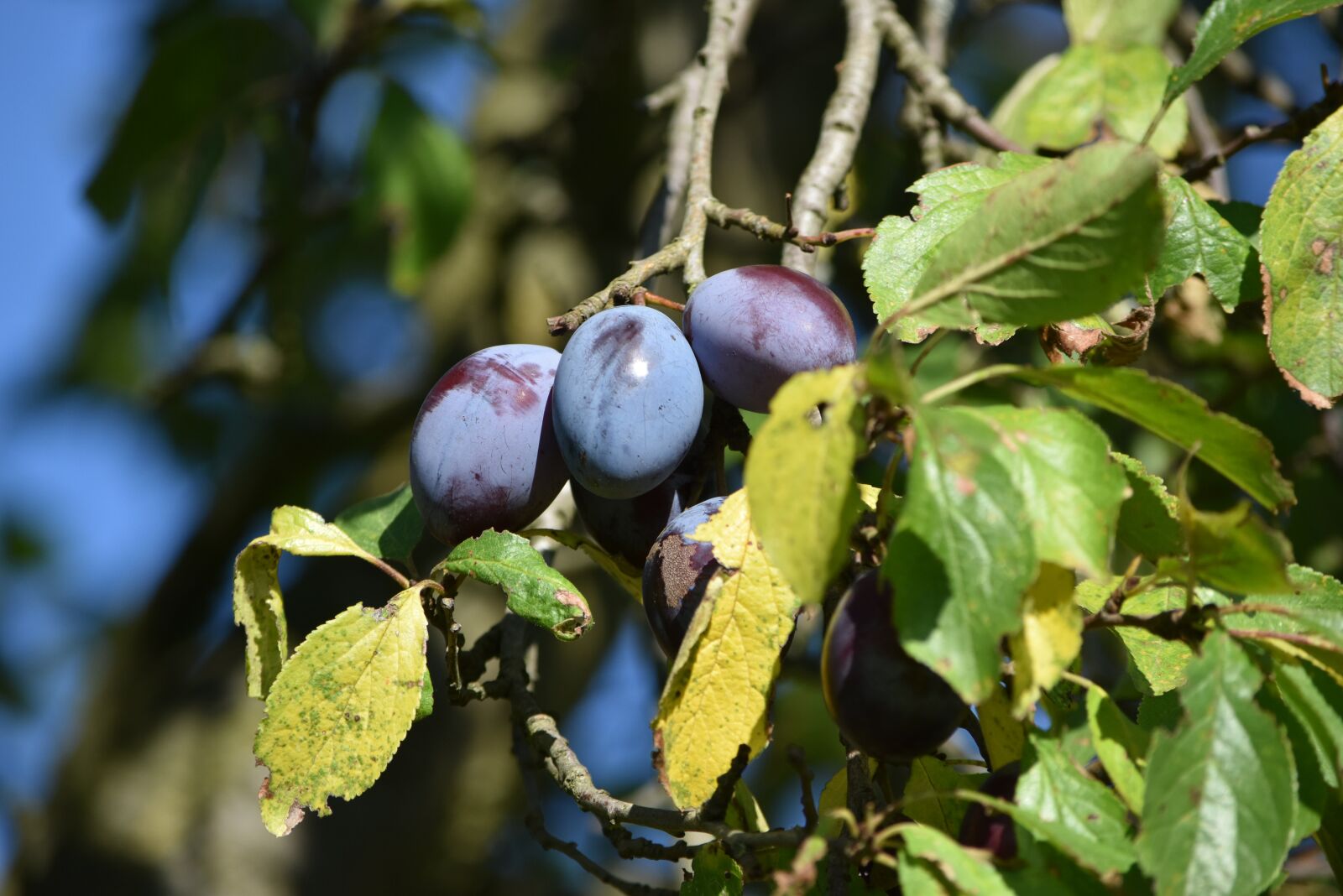Nikon D5500 sample photo. Plums, fruits, plum tree photography