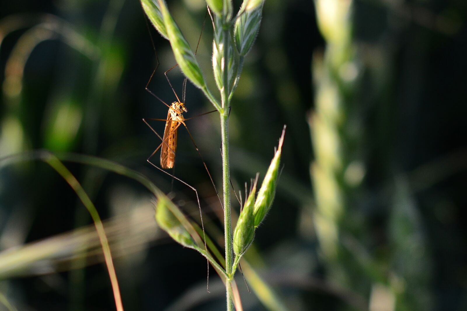 Nikon D5200 sample photo. Mosquito, schnake, meadow photography