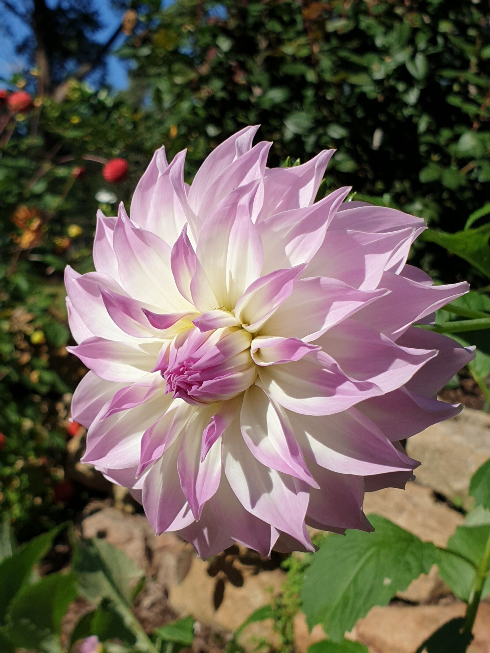 Samsung Galaxy Note9 sample photo. Dahlia, flower, bloom photography