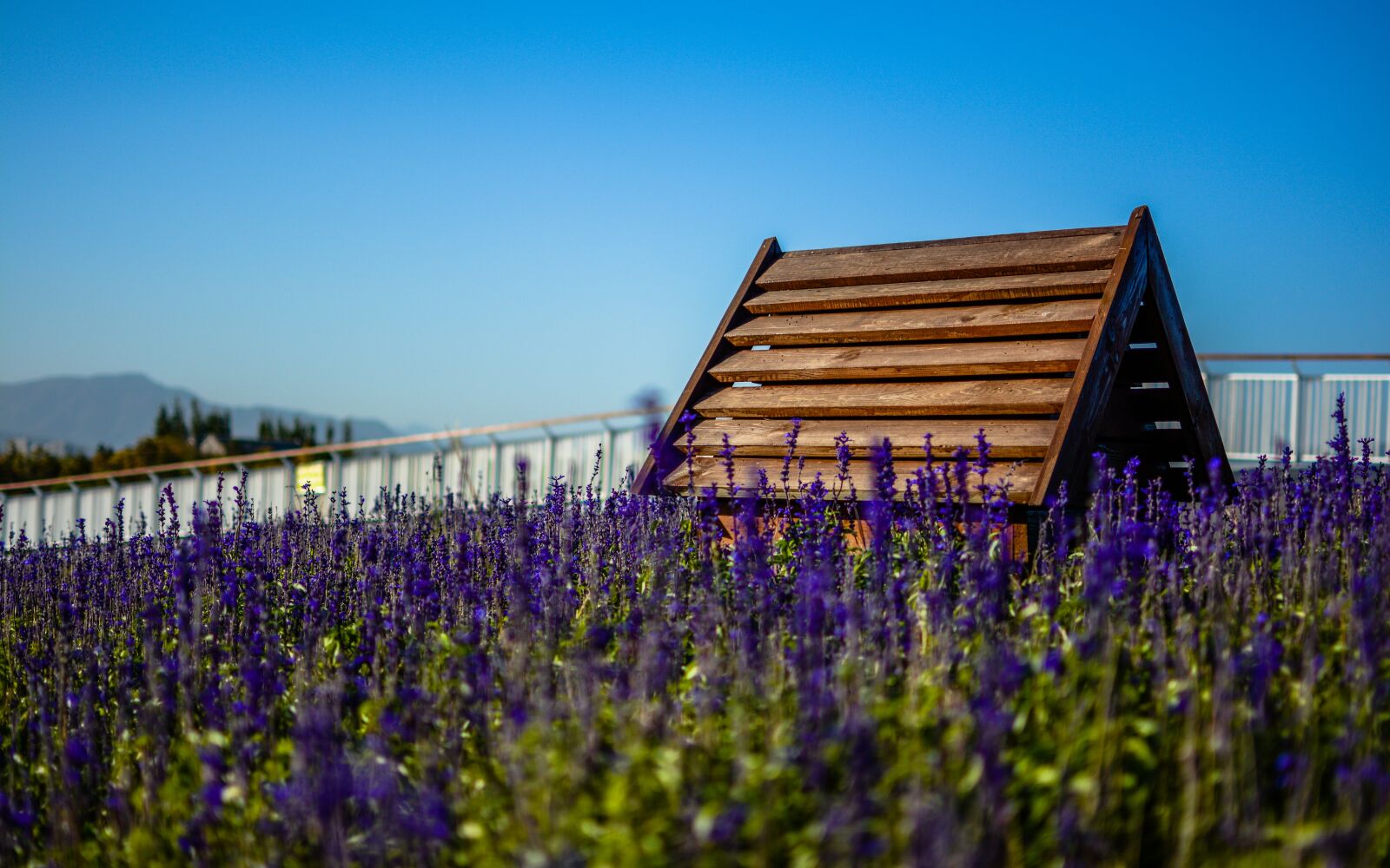 Nikon D7100 sample photo. House, lavender, sky photography