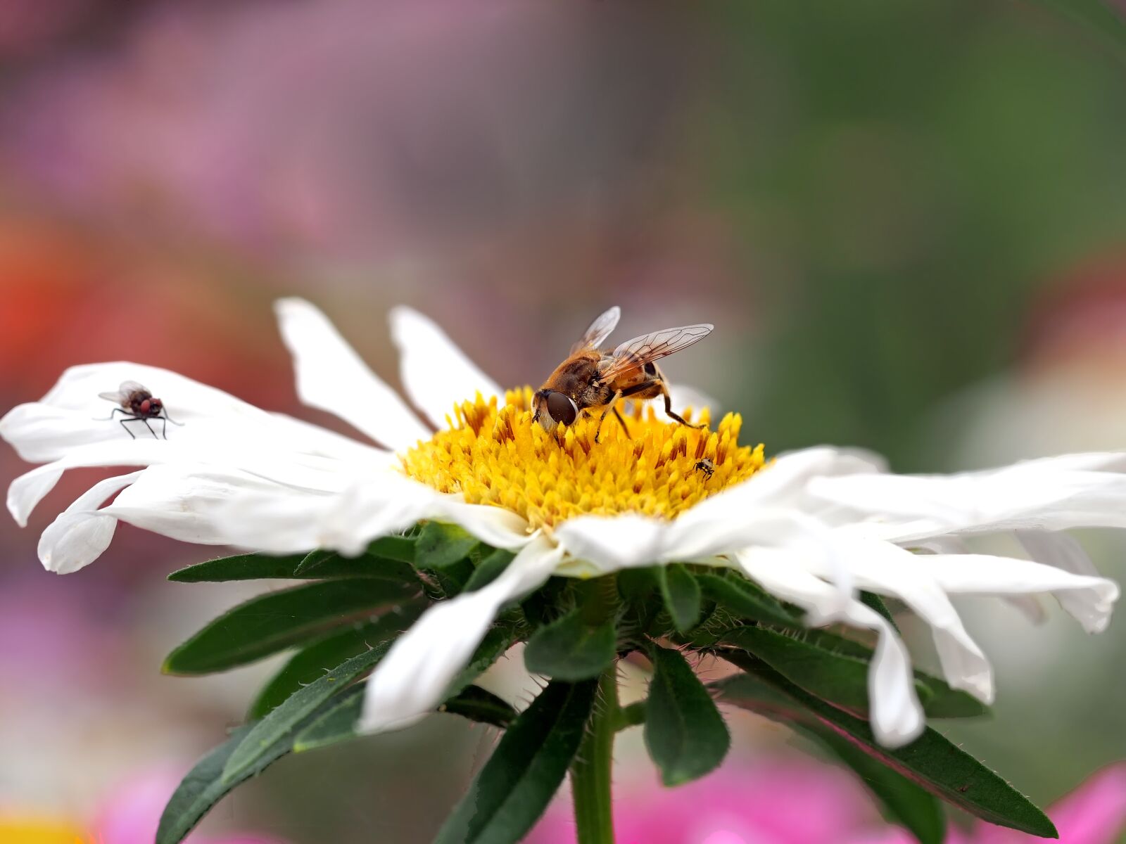 Olympus OM-D E-M5 + Olympus M.Zuiko Digital ED 60mm F2.8 Macro sample photo. Marguerite, insect, hoverfly photography