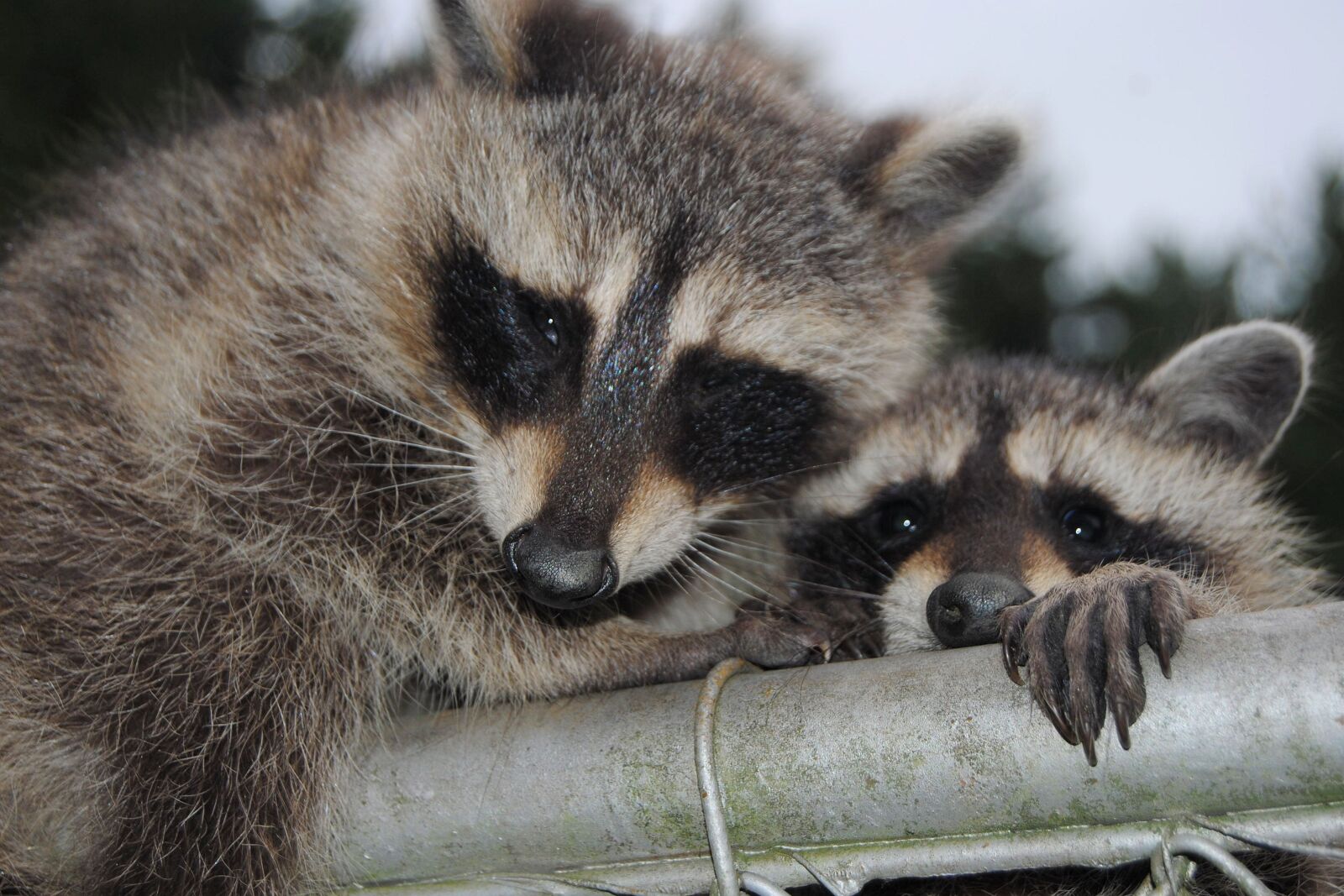 Nikon D3000 sample photo. Raccoons, cute, curious photography
