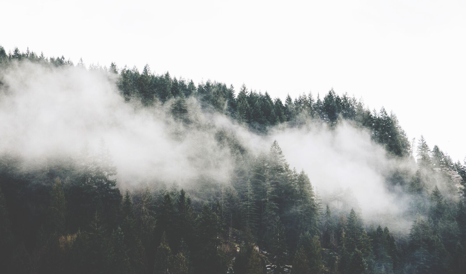 Nikon D7000 sample photo. Fog, forest, mountain photography