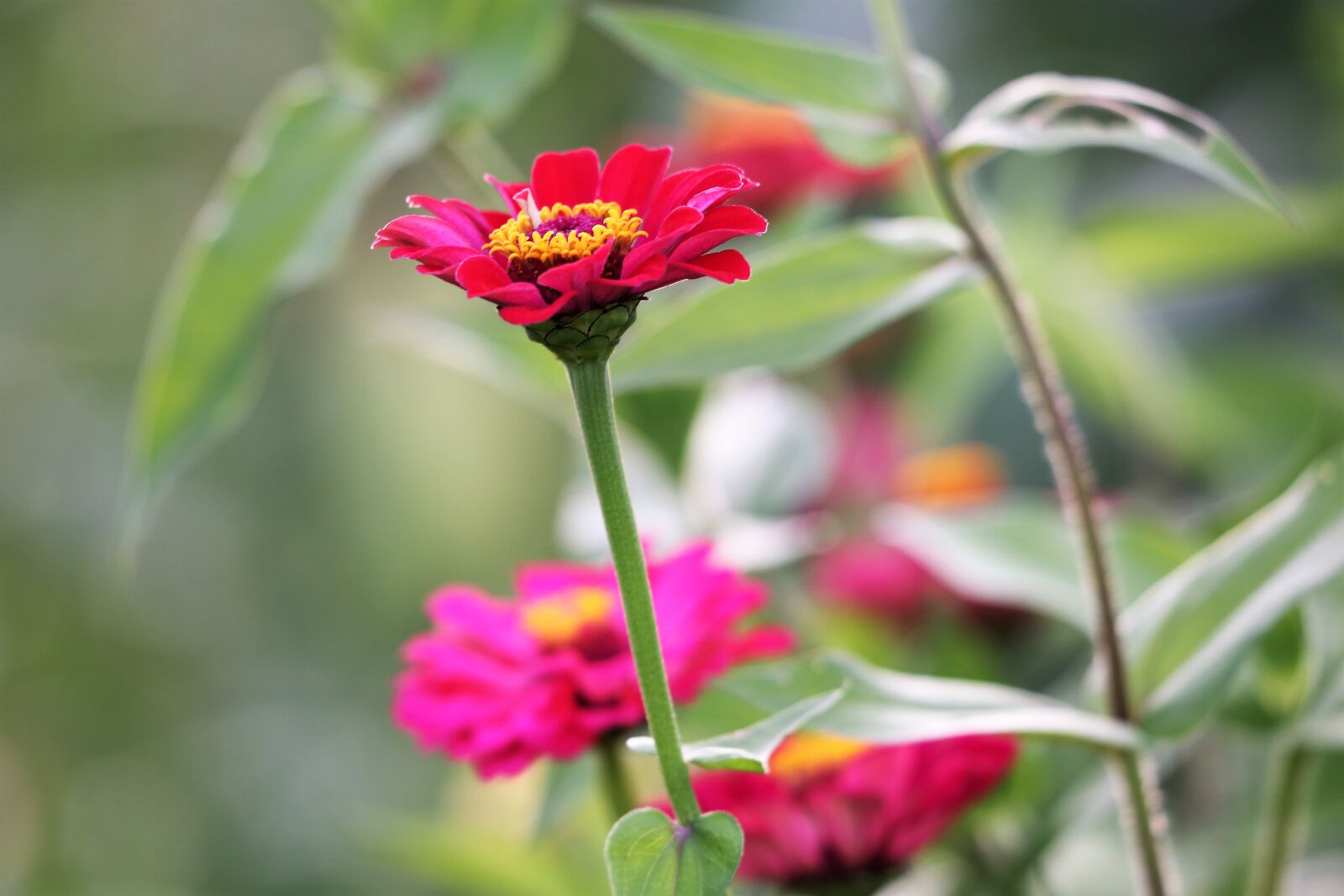 Canon EF 70-300 F4-5.6 IS II USM sample photo. Red and purple zinnia photography