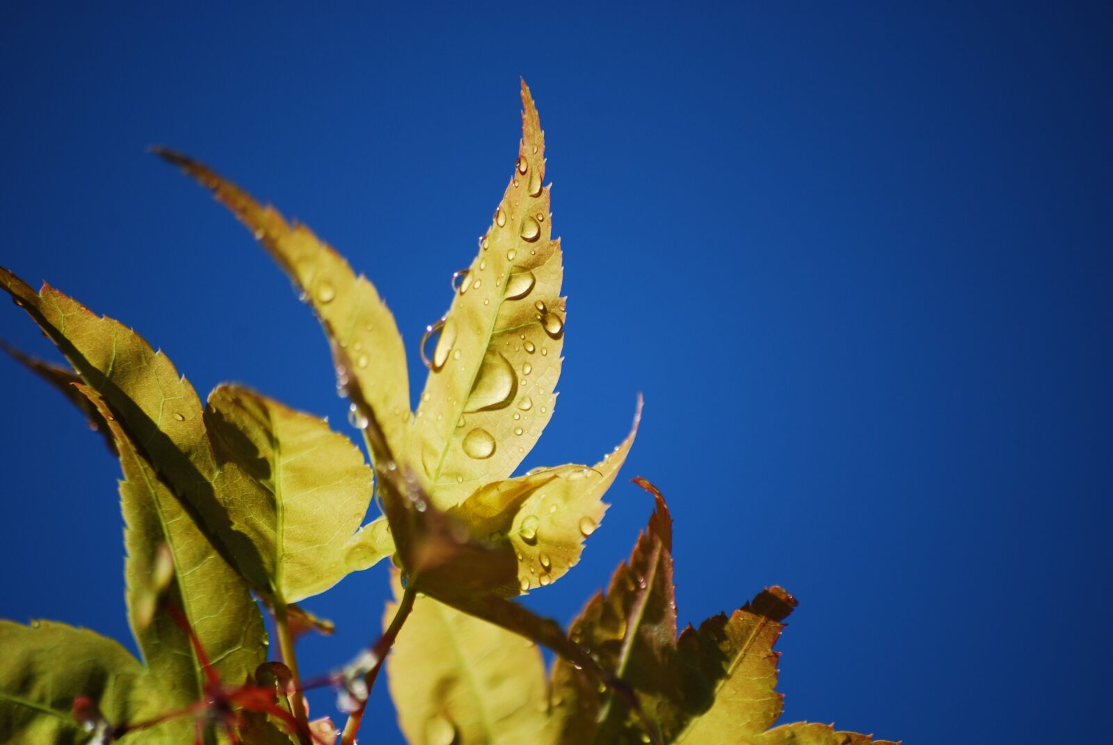 Nikon D60 sample photo. Drop, leaf, sky photography
