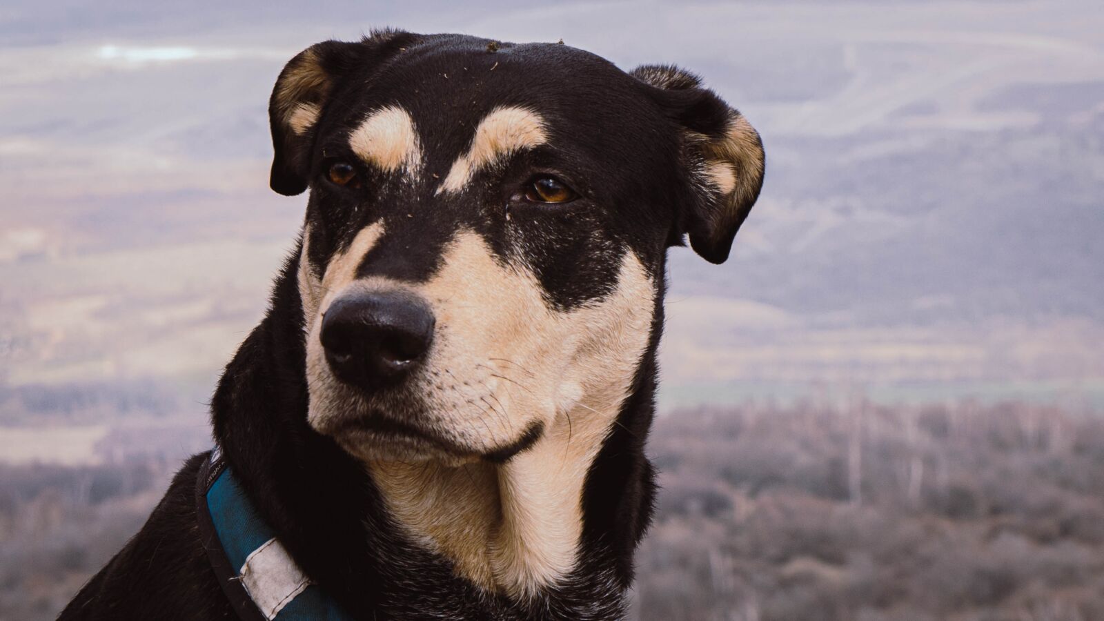 Panasonic Lumix DMC-G7 sample photo. Dog, animal, pet photography