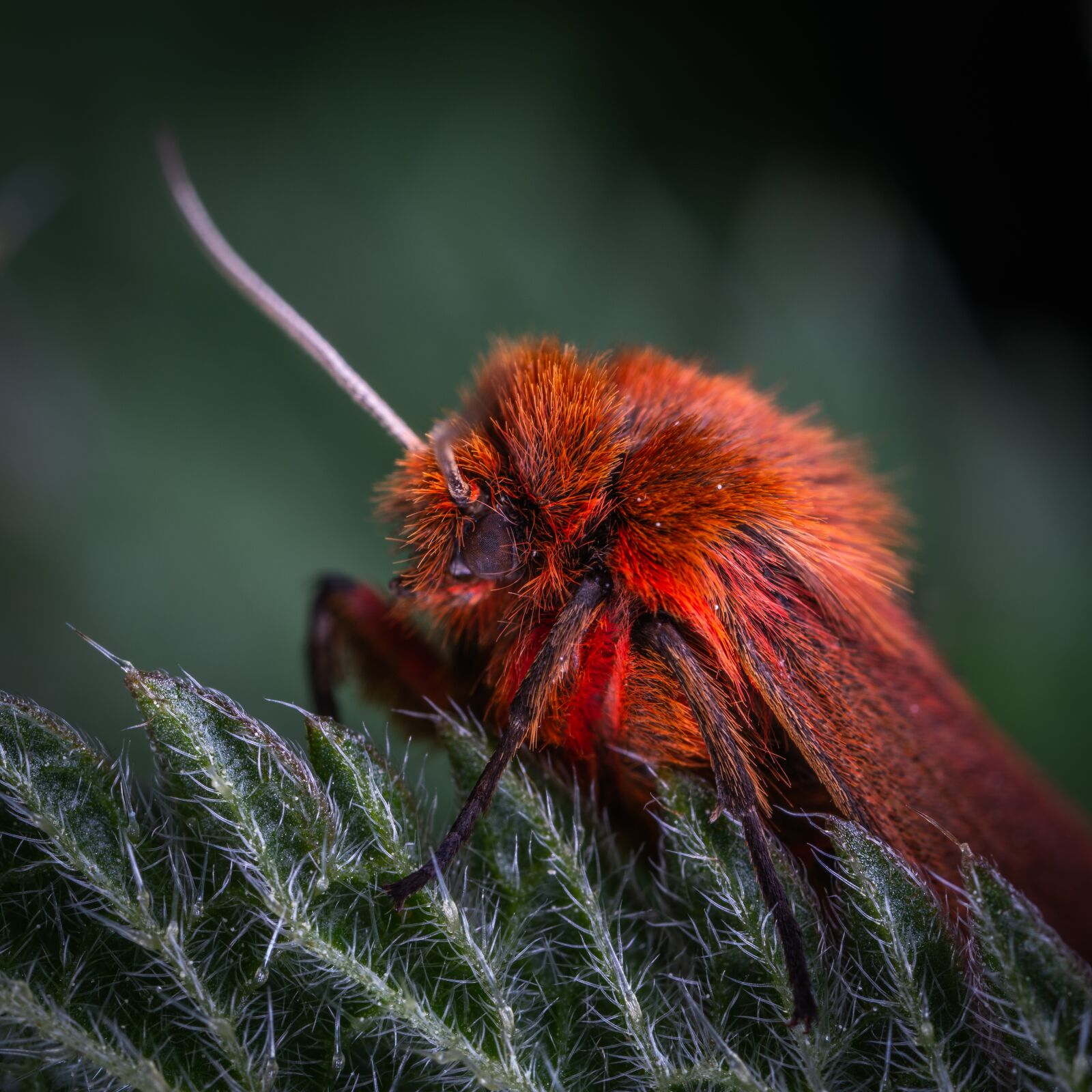 Sony a7R II sample photo. Macro, insect, moth photography