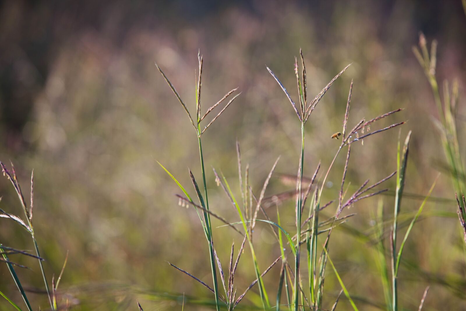 Canon EOS 5D Mark II sample photo. Warm, season, bunchgrass, seeds photography