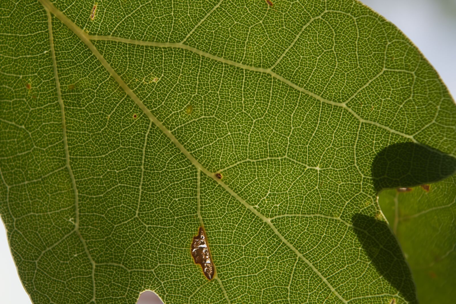 Nikon D3200 sample photo. Leaf, oak, gegenlicht photography