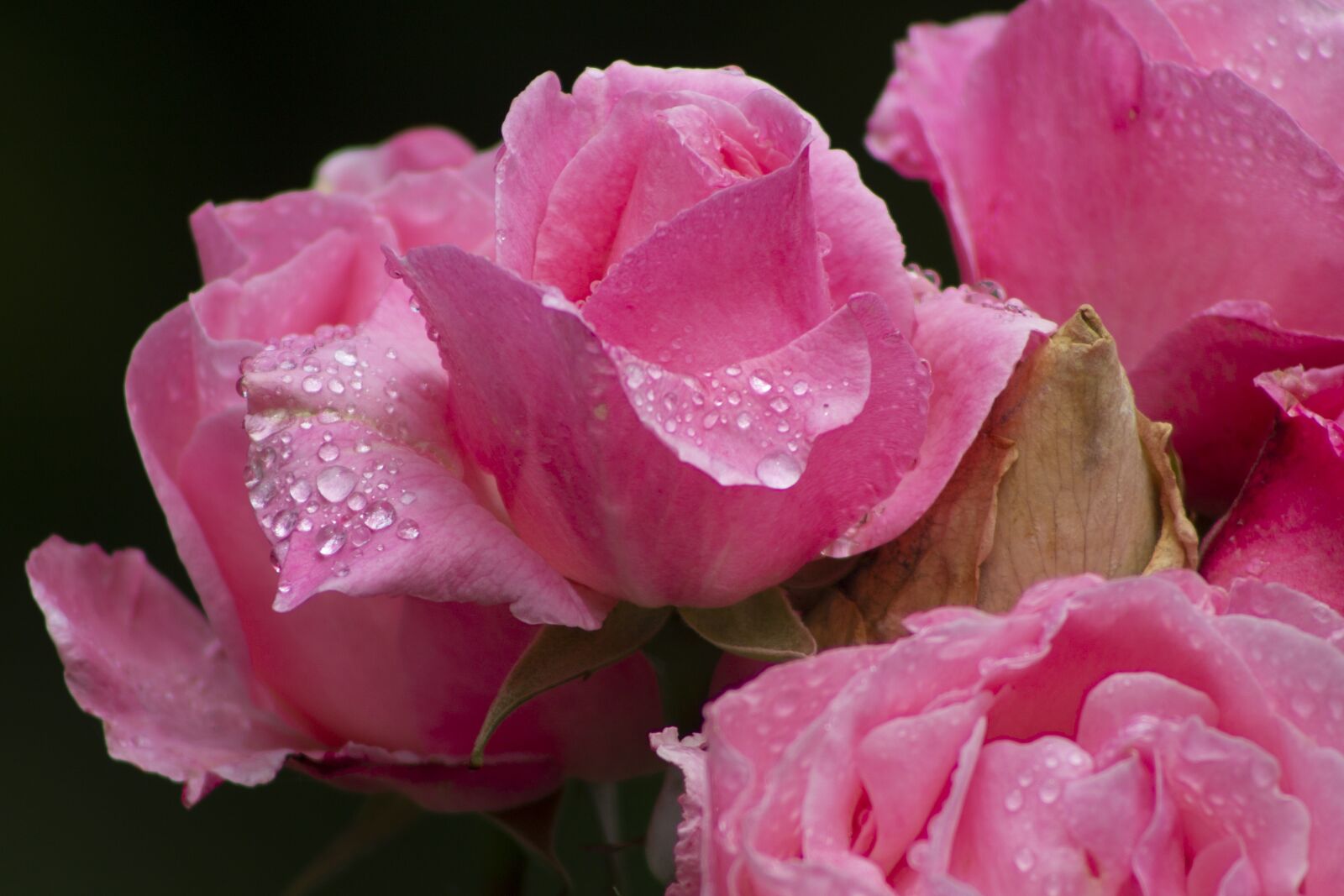 Canon EOS 1100D (EOS Rebel T3 / EOS Kiss X50) + Canon EF75-300mm f/4-5.6 sample photo. Roses, raindrops, pink photography