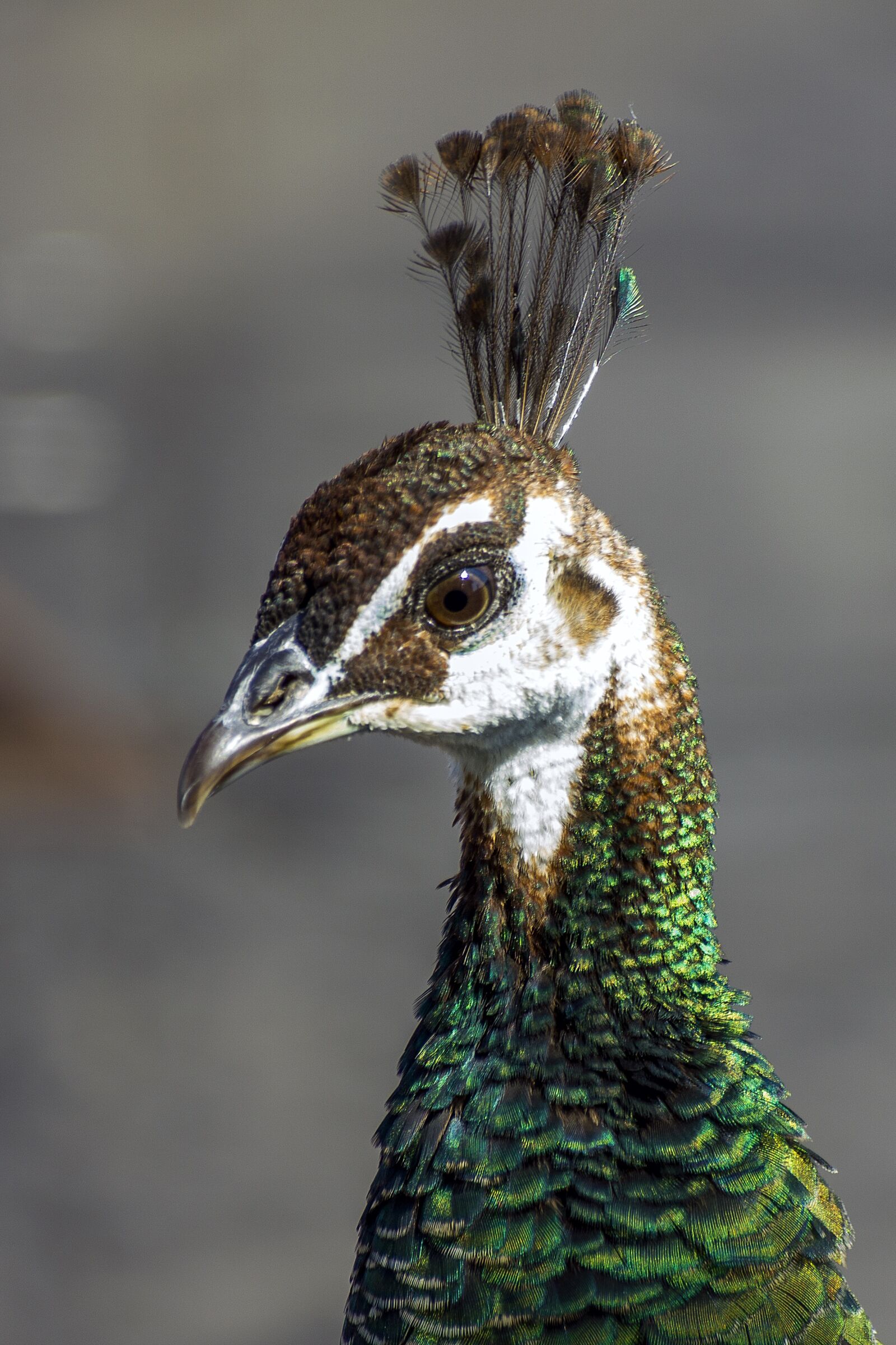 Canon EOS 550D (EOS Rebel T2i / EOS Kiss X4) sample photo. Peacock, stare, wildlife photography