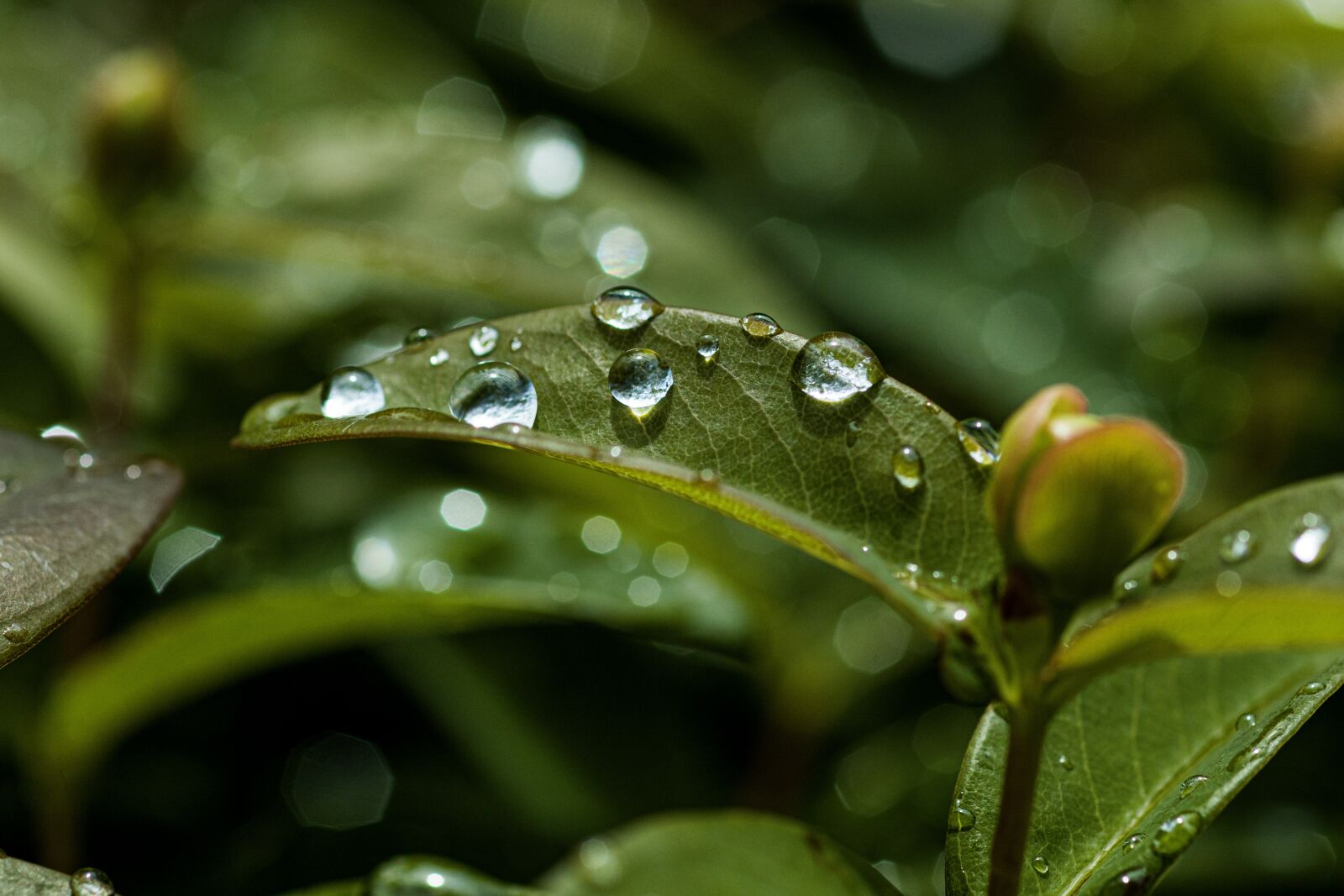 Canon EOS R sample photo. Leaf, drop of water photography