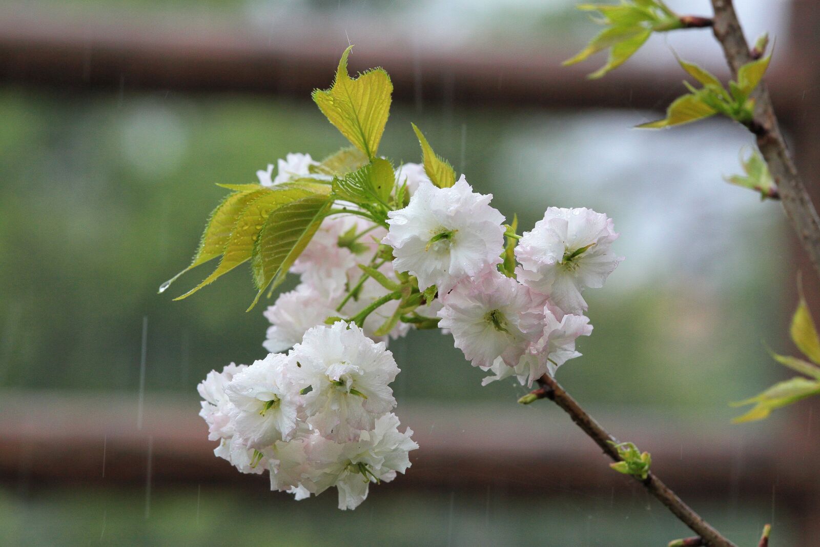 Canon EOS 500D (EOS Rebel T1i / EOS Kiss X3) sample photo. Plant, cherry blossoms, chrysanthemum photography