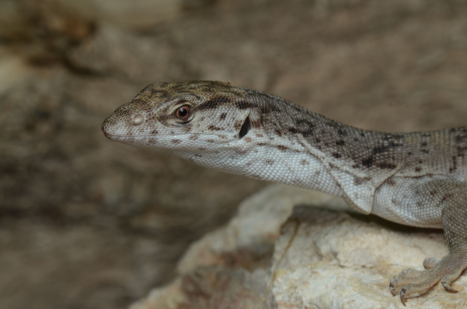 Nikon D7000 sample photo. Reptilia, lizard, wild life photography