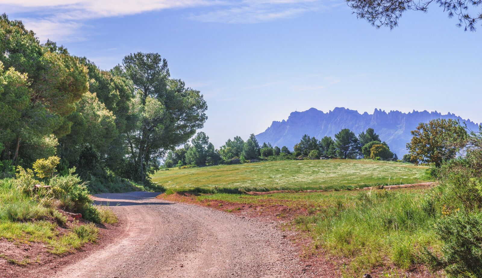 Sony a6000 sample photo. Path, trees, trail photography
