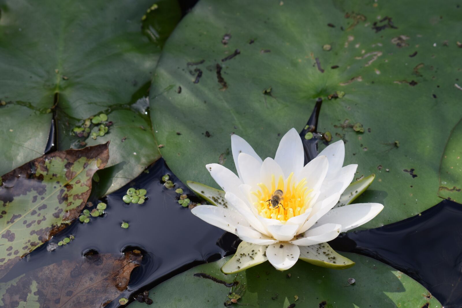 Nikon D3300 sample photo. Lily, water, water lily photography