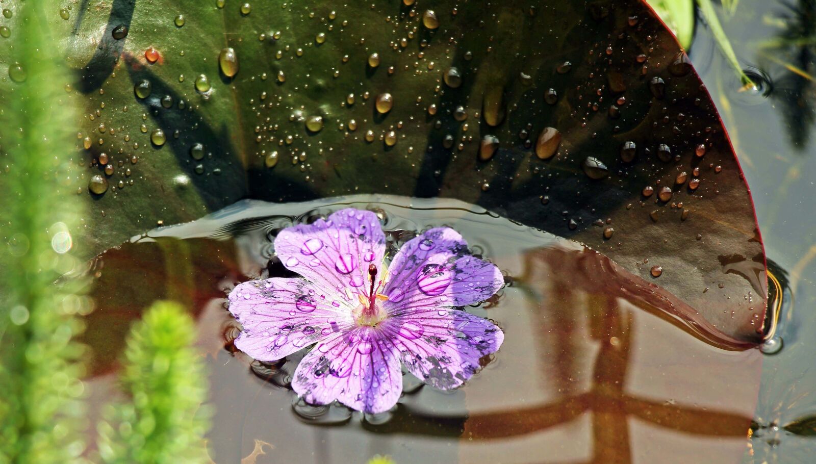 Canon EOS 550D (EOS Rebel T2i / EOS Kiss X4) sample photo. Pink flower, nature, garden photography