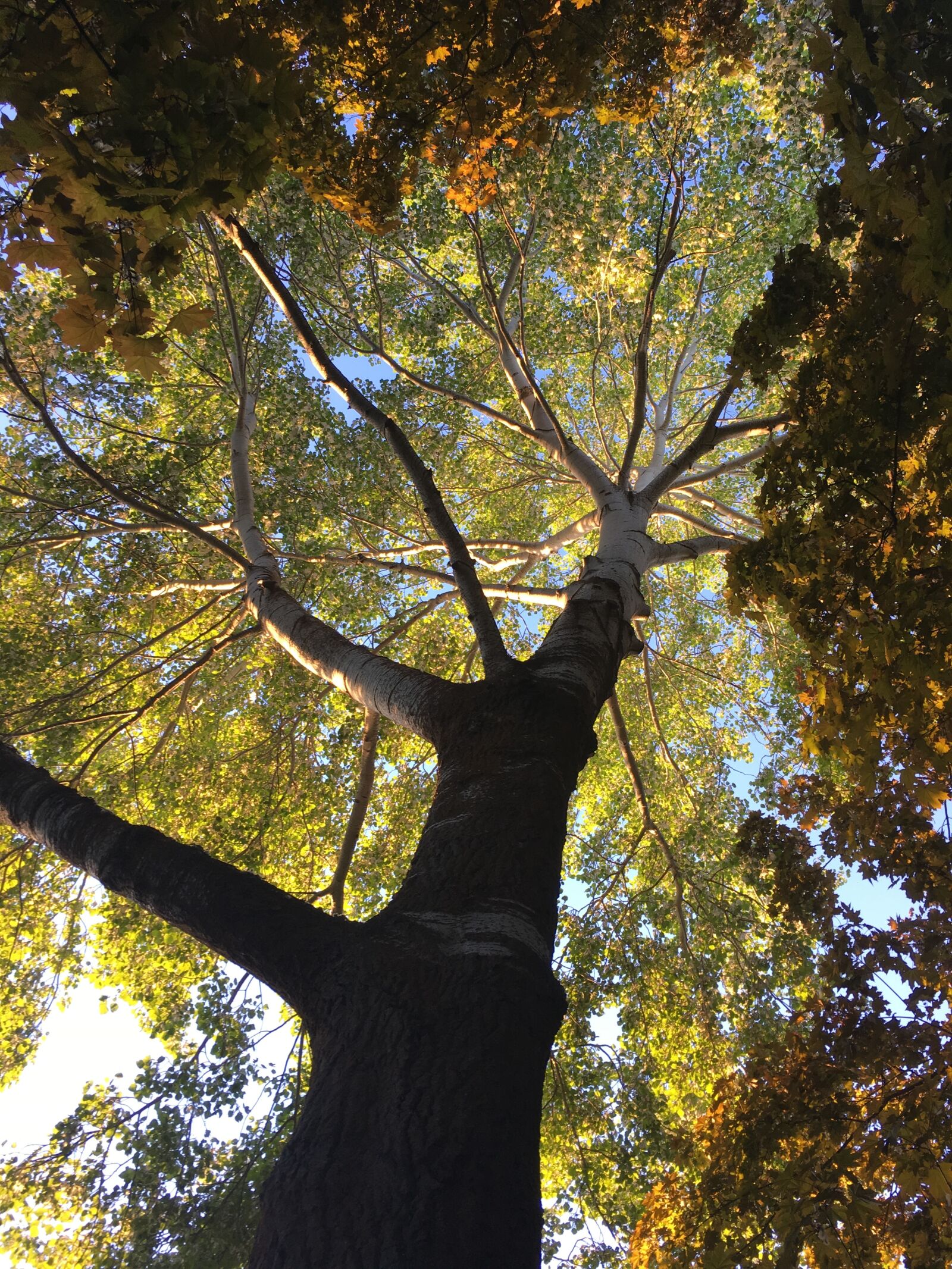 Apple iPhone 6s sample photo. Tree, old, sunlight photography